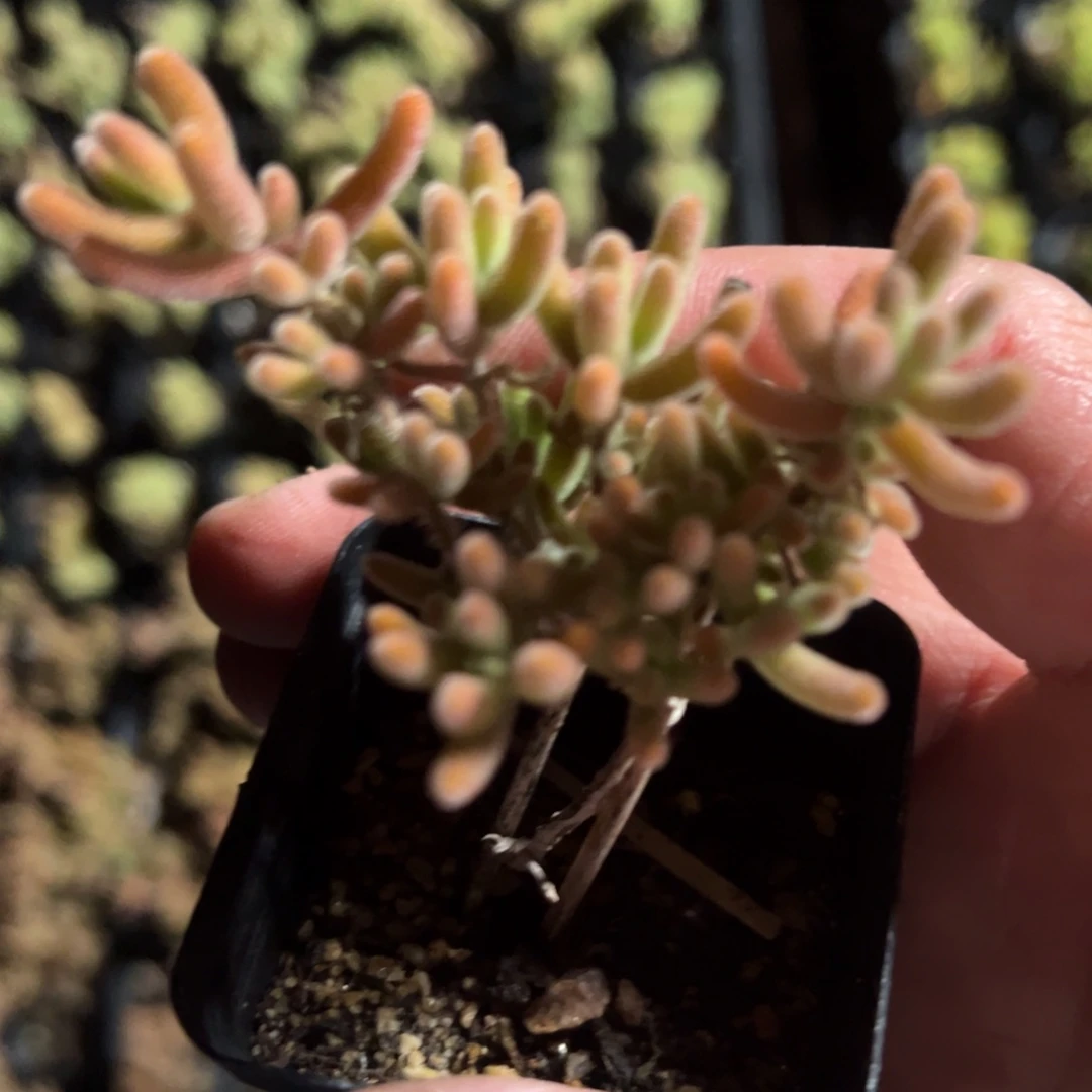 钻石黄化锦55杯老桩福利