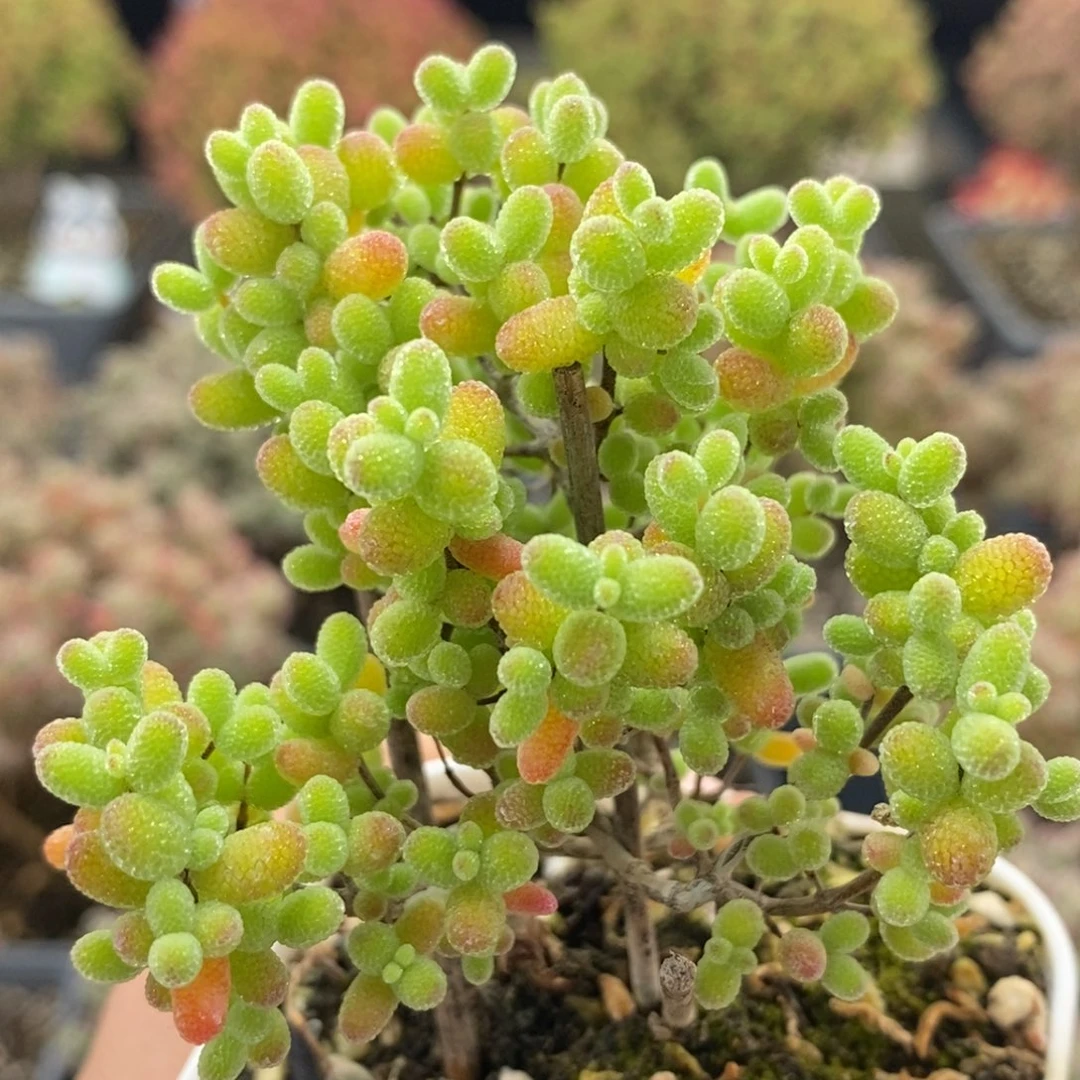 金橘糖球0390枝干番杏