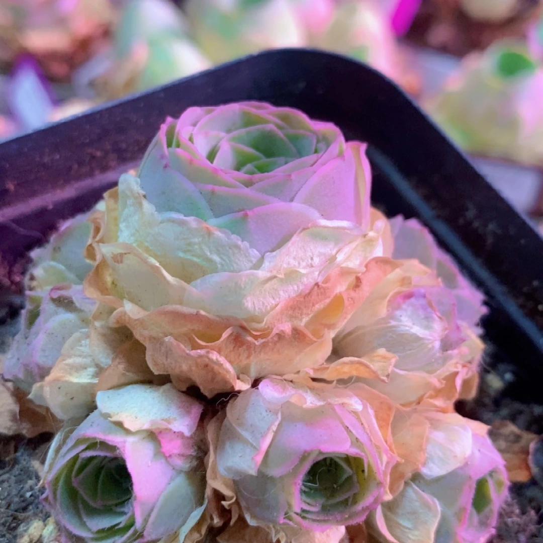 山地玫瑰一物一拍992追光者