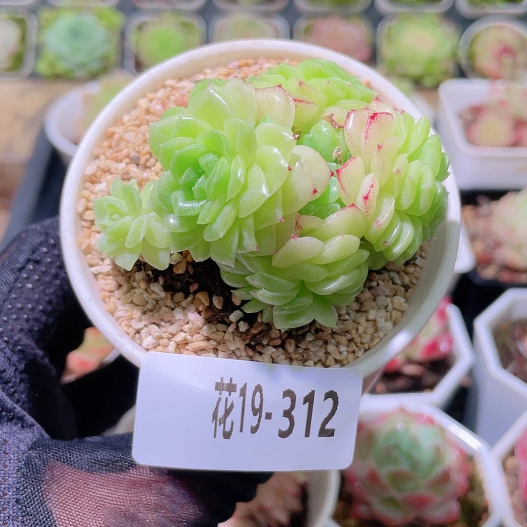 花利美19-312麦秆