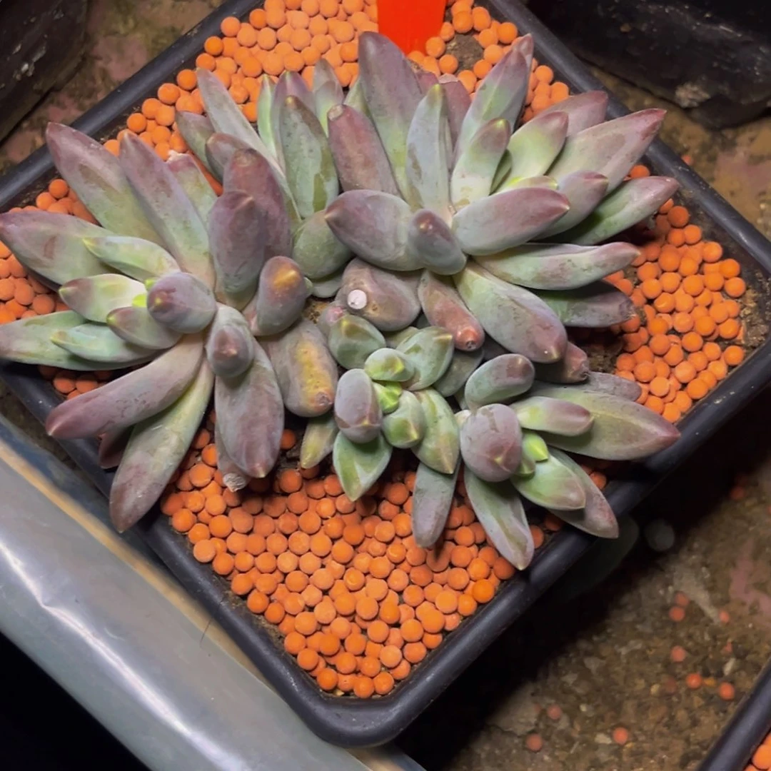 3006下午多肉植物群生