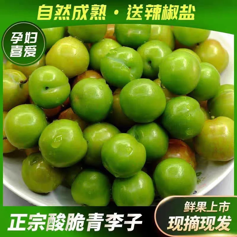 当季三月李头茬新鲜青脆酸李子云南元江孕妇水果现摘现发场地直发