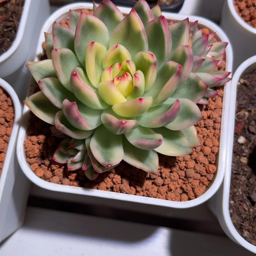 老骑兵锦多肉植物