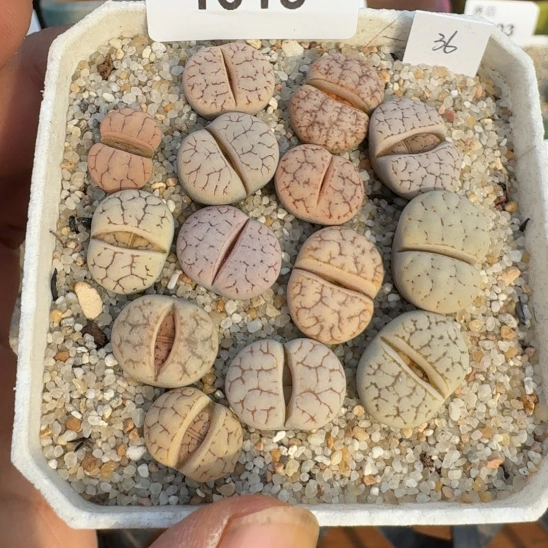 蘑菇蘑菇1013荒玉组合