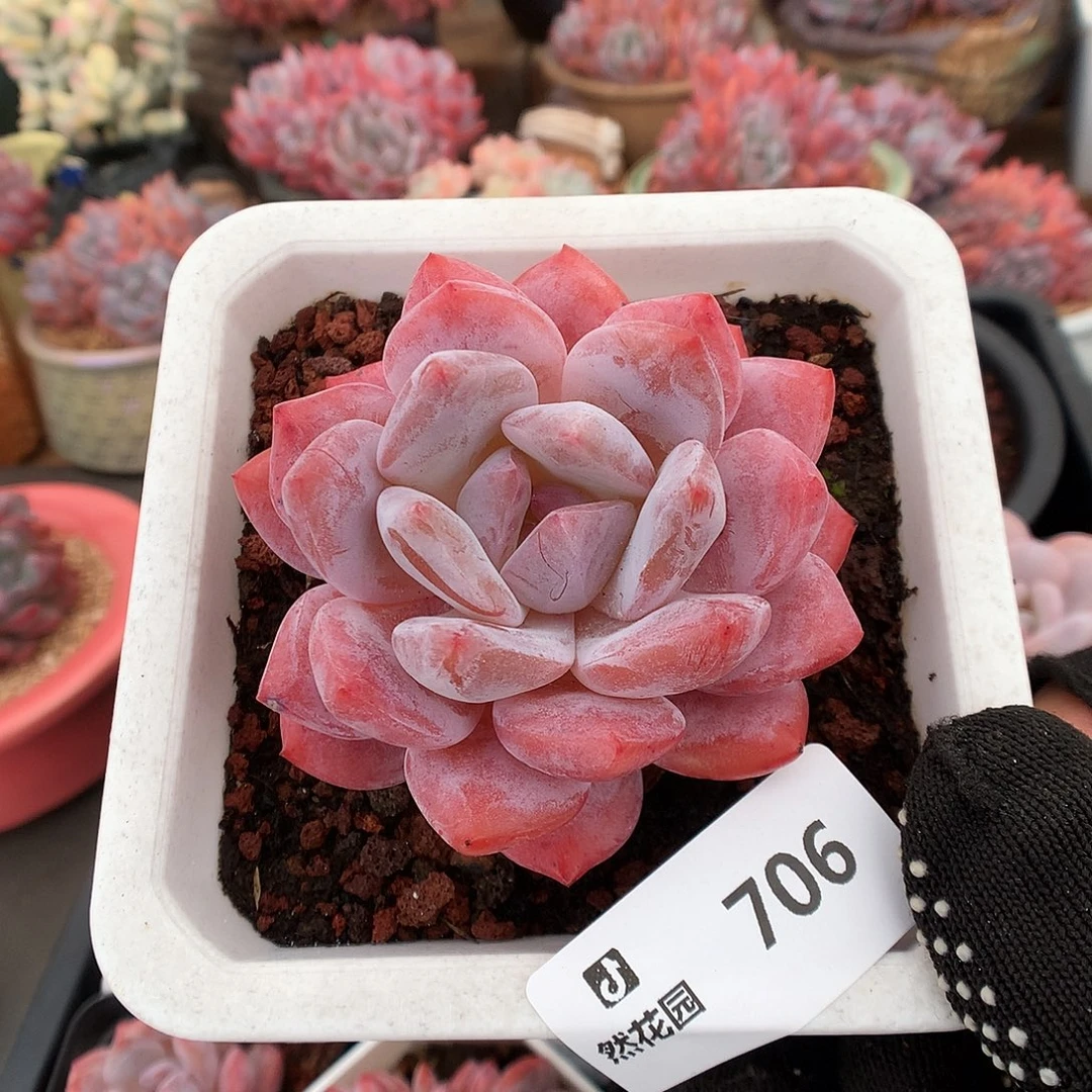 706雪天使多肉植物66666