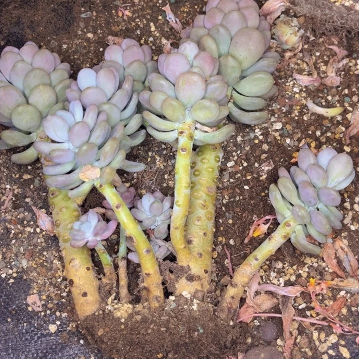 无花朵婷*了友家多肉一物一拍