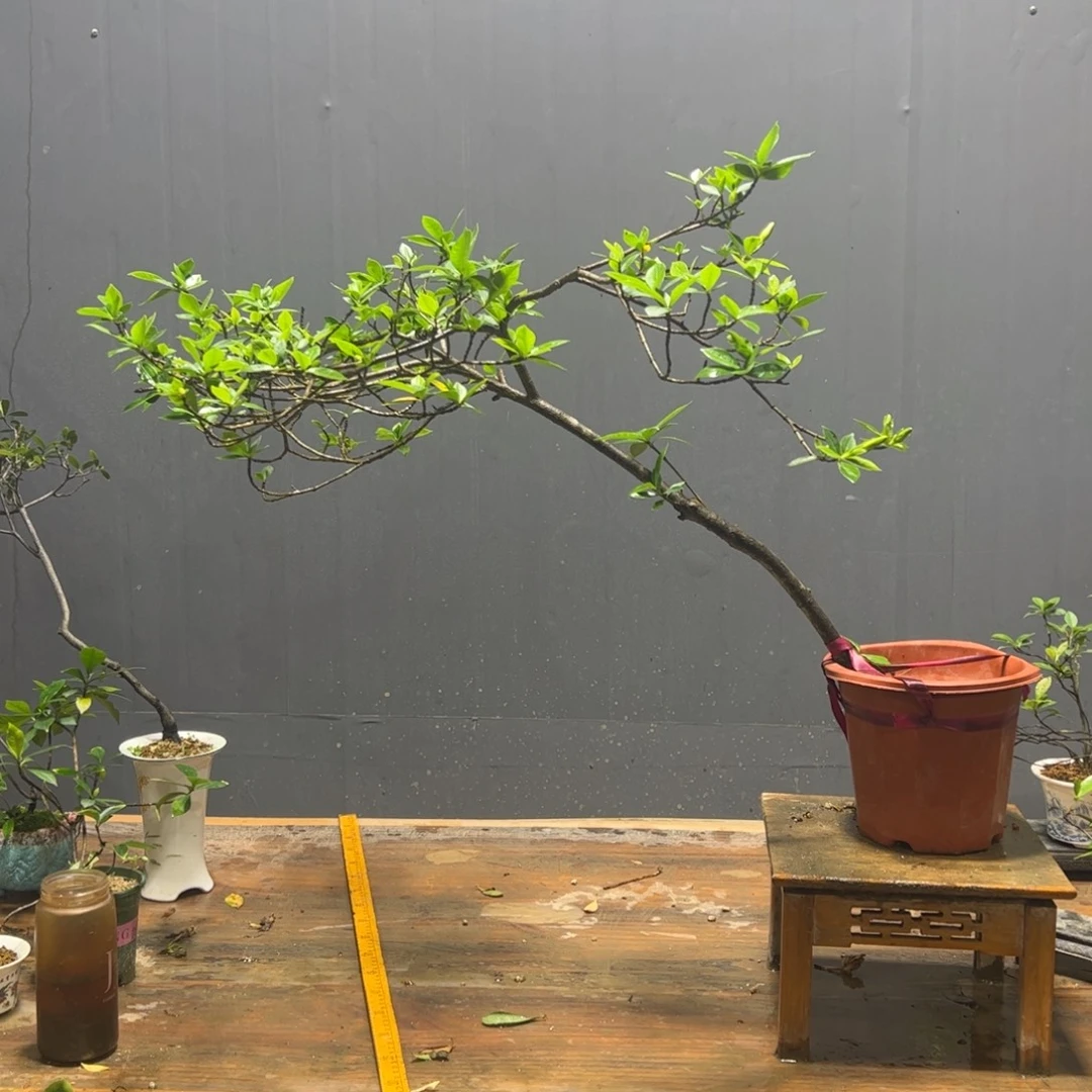 曾***经栀子花2233333333