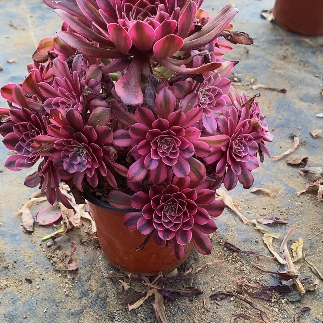 736月亮女神黑铜壶超白锦多肉