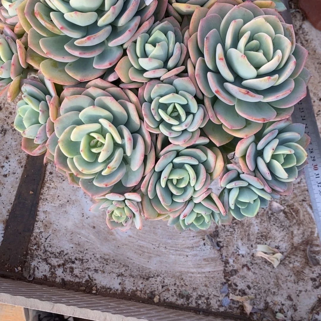 七**望两单包邮1221-102白月光