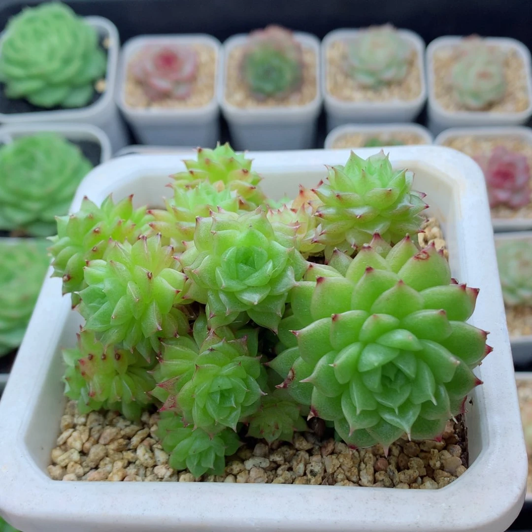 58包邮  群生不包整麦秆群138