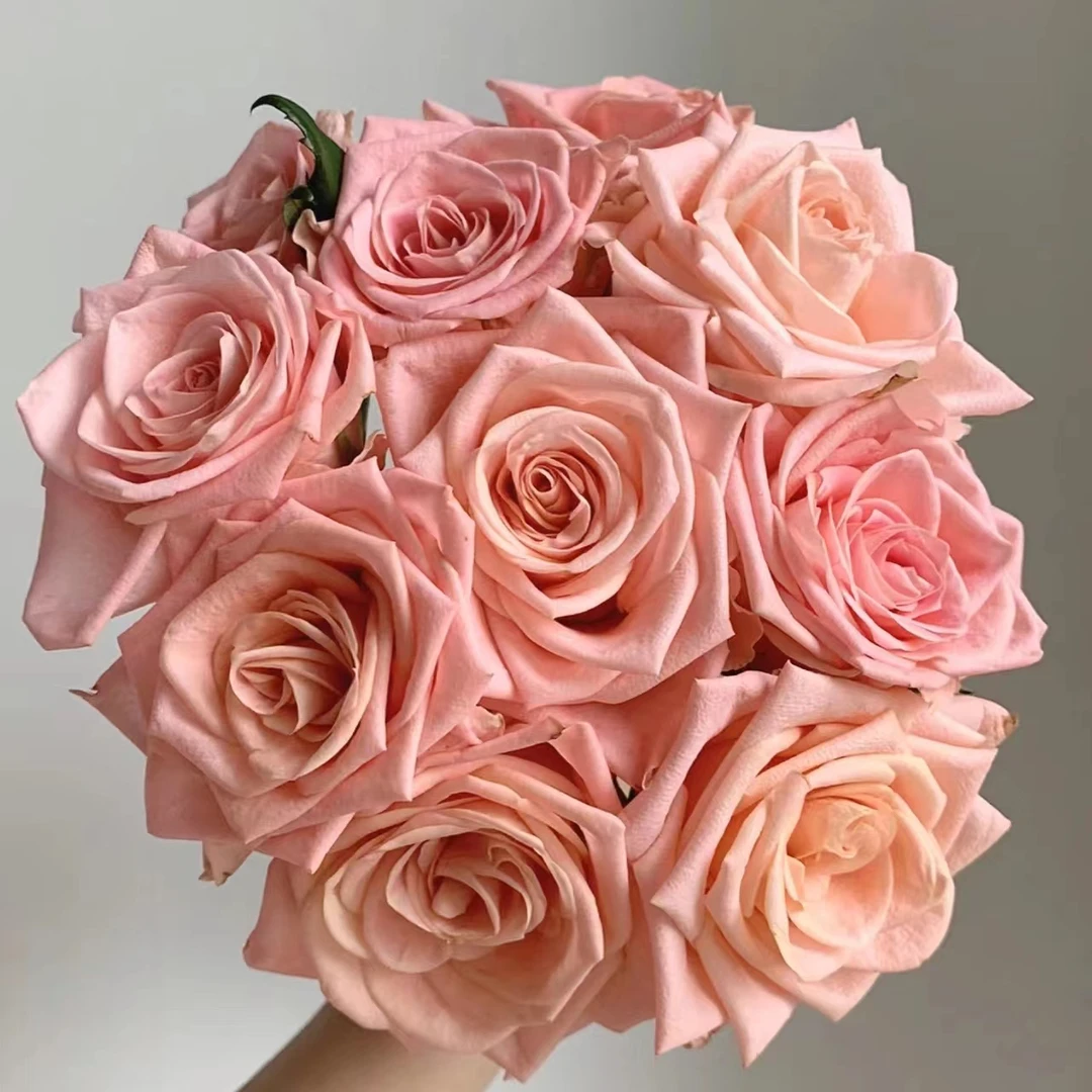 10枝柏拉图单头玫瑰 (小花苞)【两单顺丰冷链或京东快递】