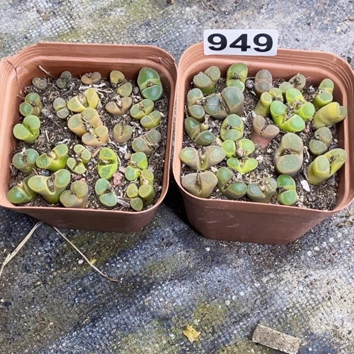 949风玲玉一物一图如图