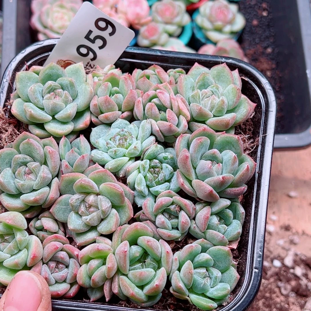 多肉植物多肉植物