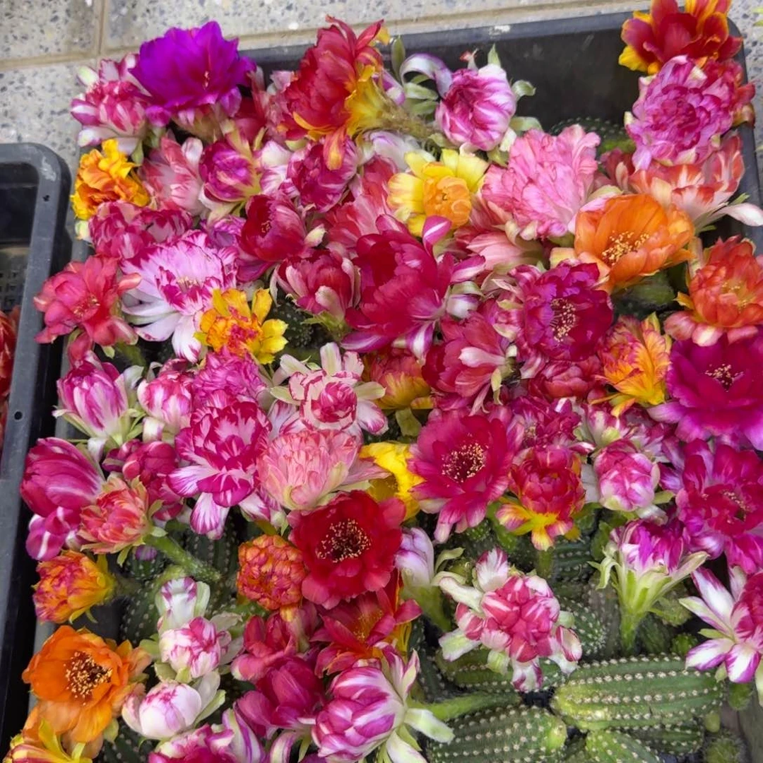 34新品荷花丽花歪3公分左右无根侧牙，20包邮