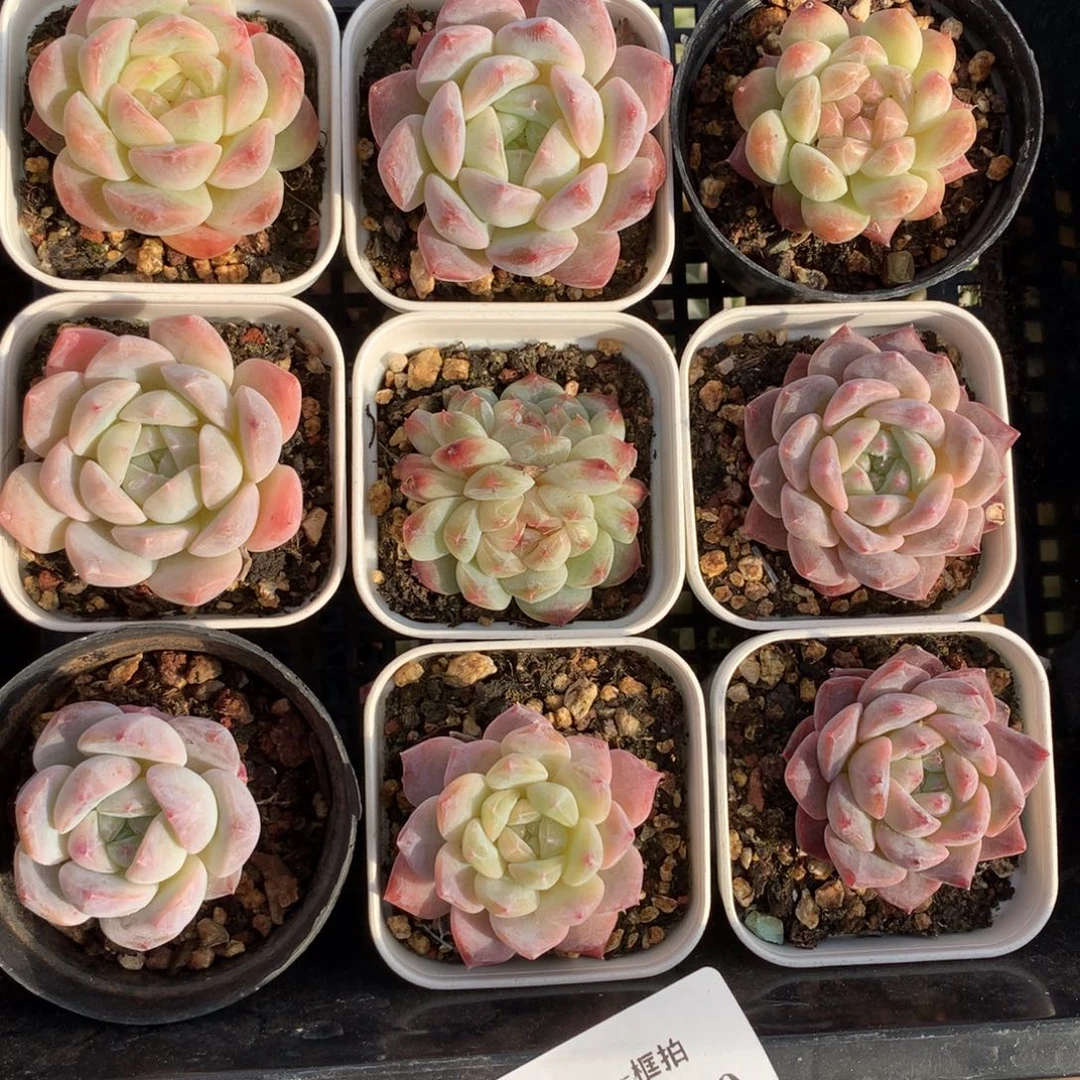 1208-140 套餐一组