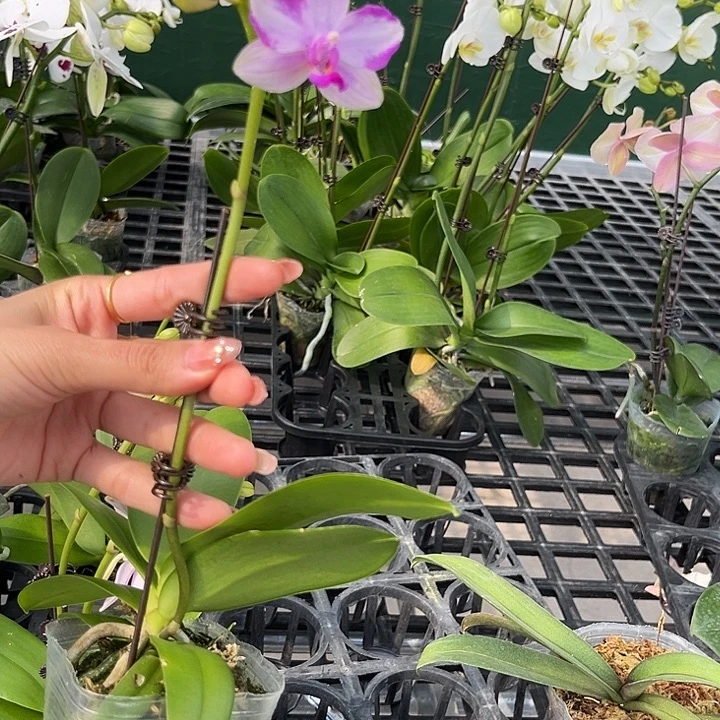 大部分花苞少量开放紫水晶无售后