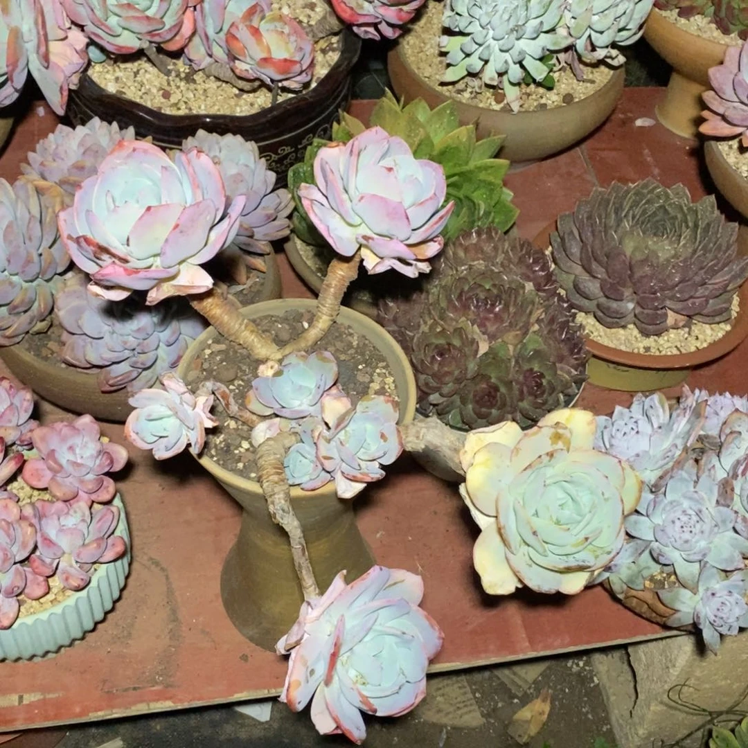 一物一拍一物一拍一物