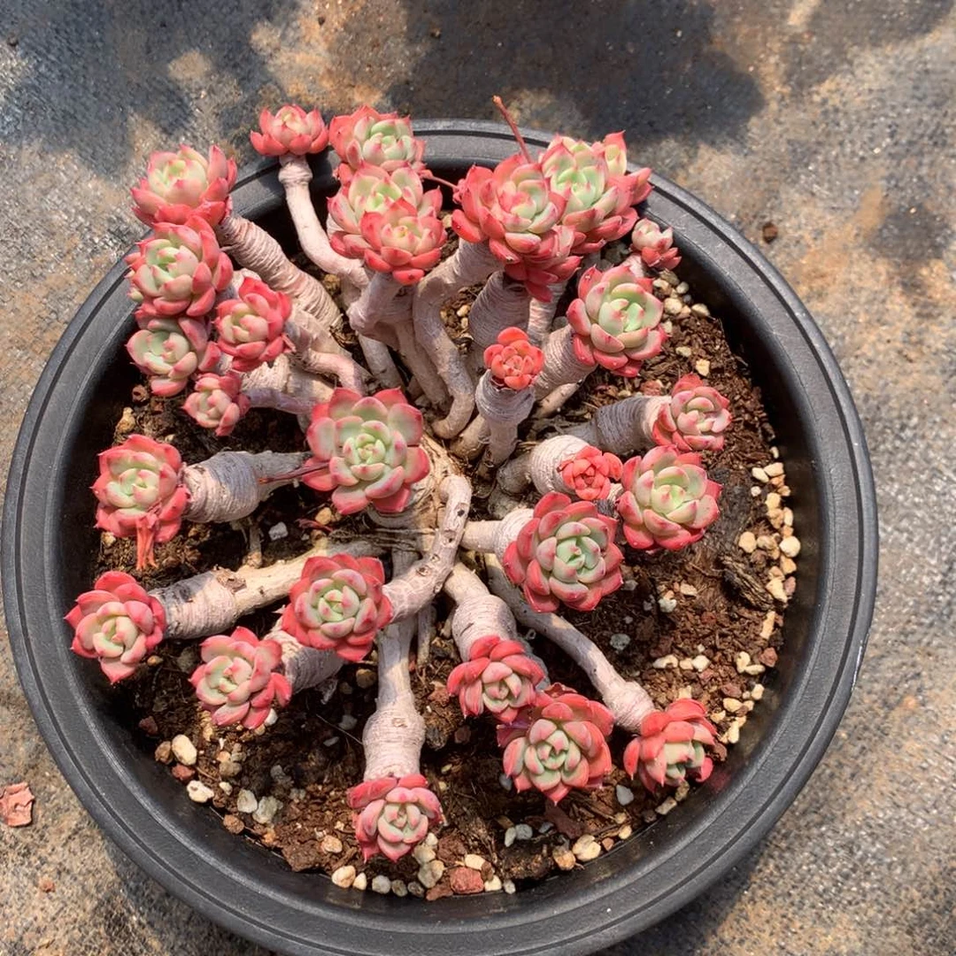 清乾隆皇帝赐匾及对联两