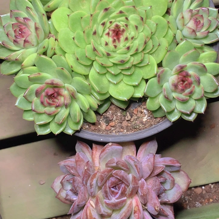 迷雾森林群➕夜皇后朵朵缀