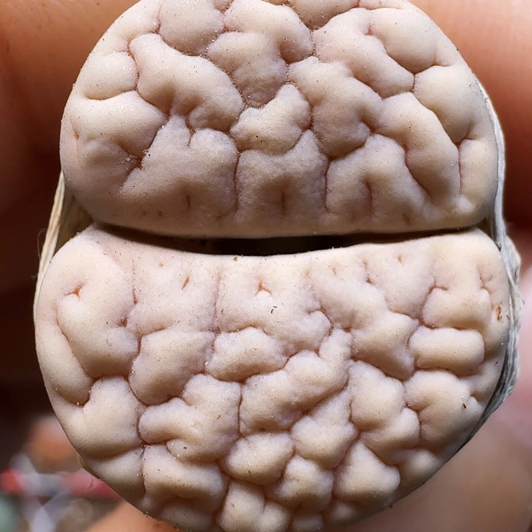 生石花11111111。    319