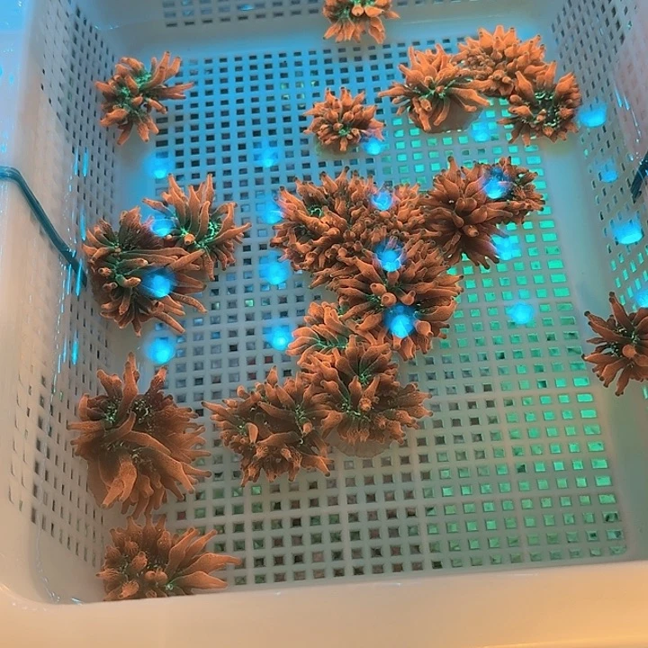 加***吗纽扣珊瑚红奶1111