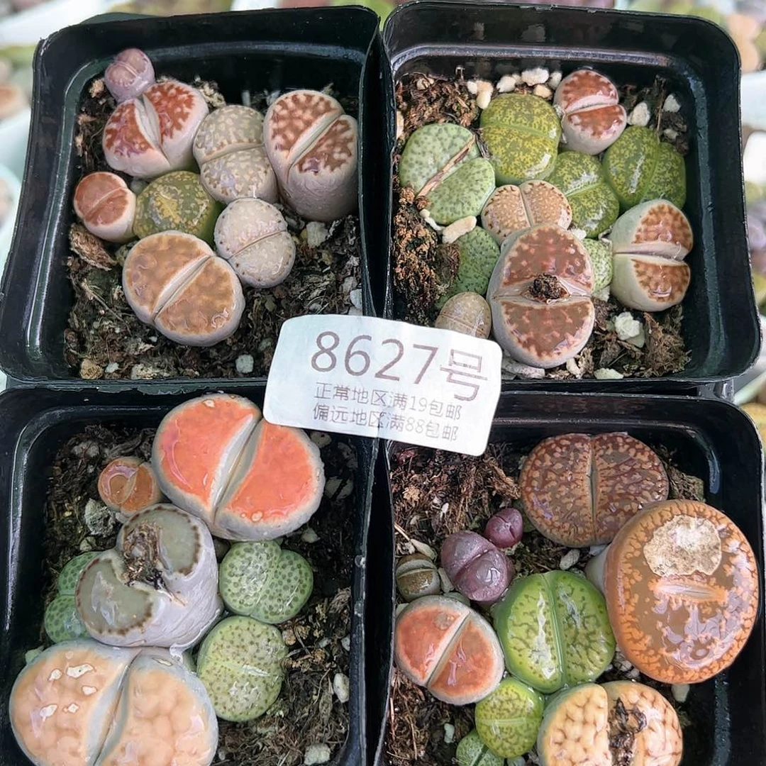 好养易活生石花大母本8627到手4盆有疤有腿