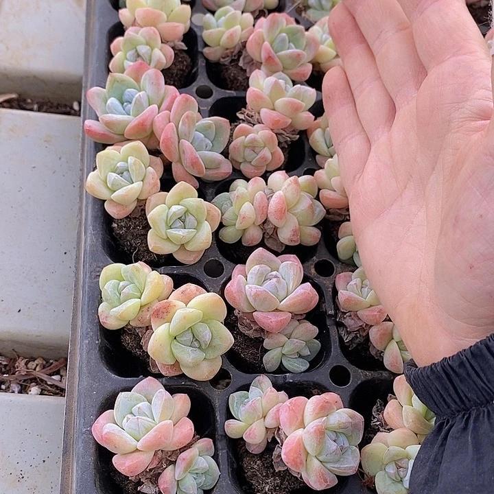 106 多肉植物盆栽花卉