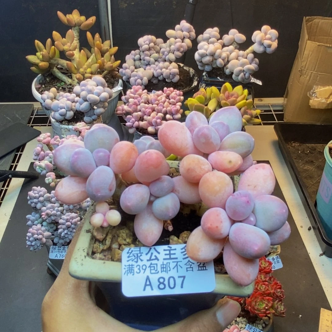 807香水手指奶多肉8c m