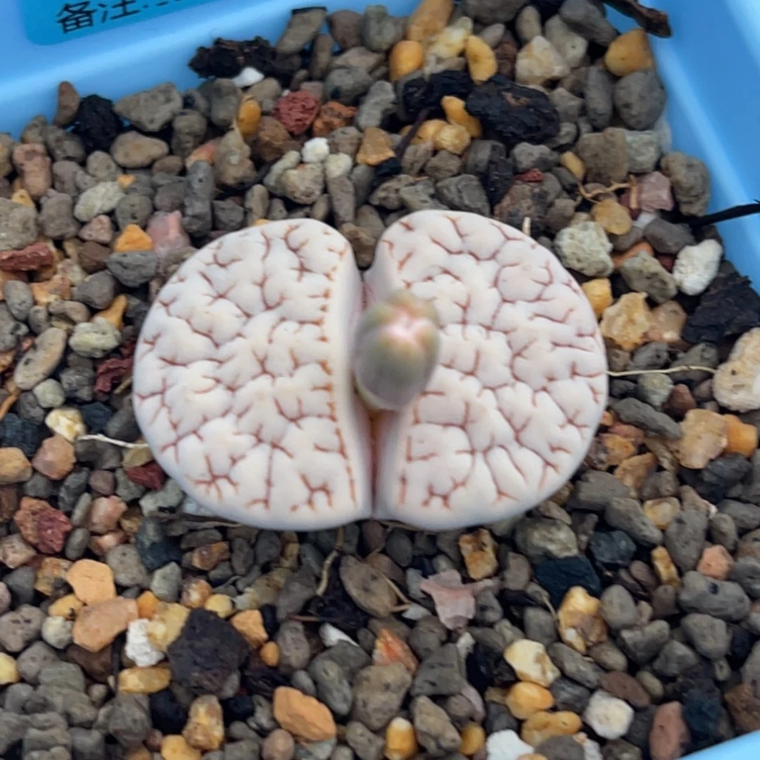 7385白底蜜纹小花189一颗