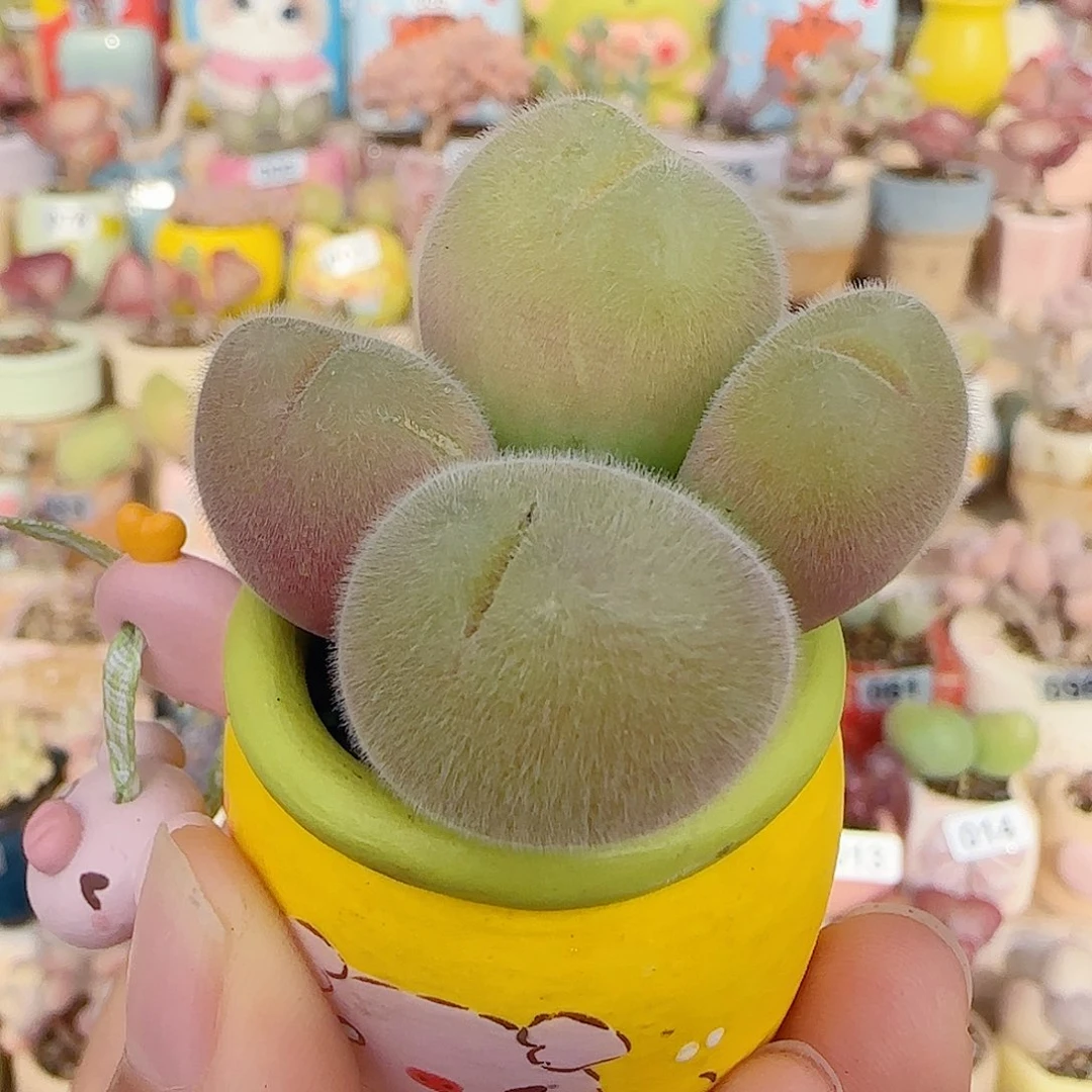 T肥肥毛翠盆口2.5cm