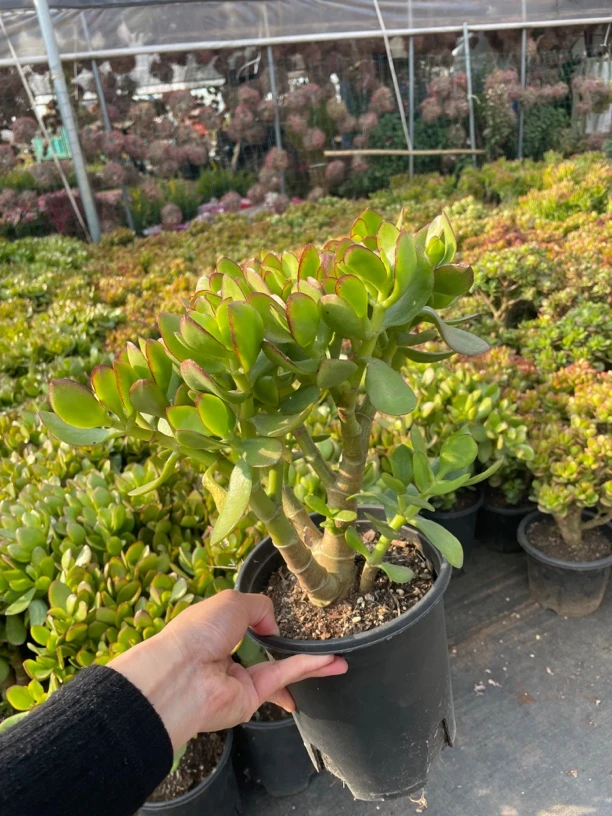 多肉老桩红边玉树好看新手好养玉树摇钱树室内室外阳台楼顶好看