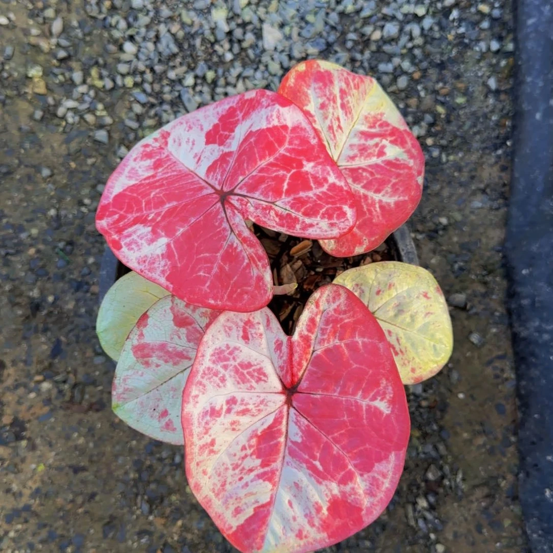 86-0823泰国发货新品豹纹