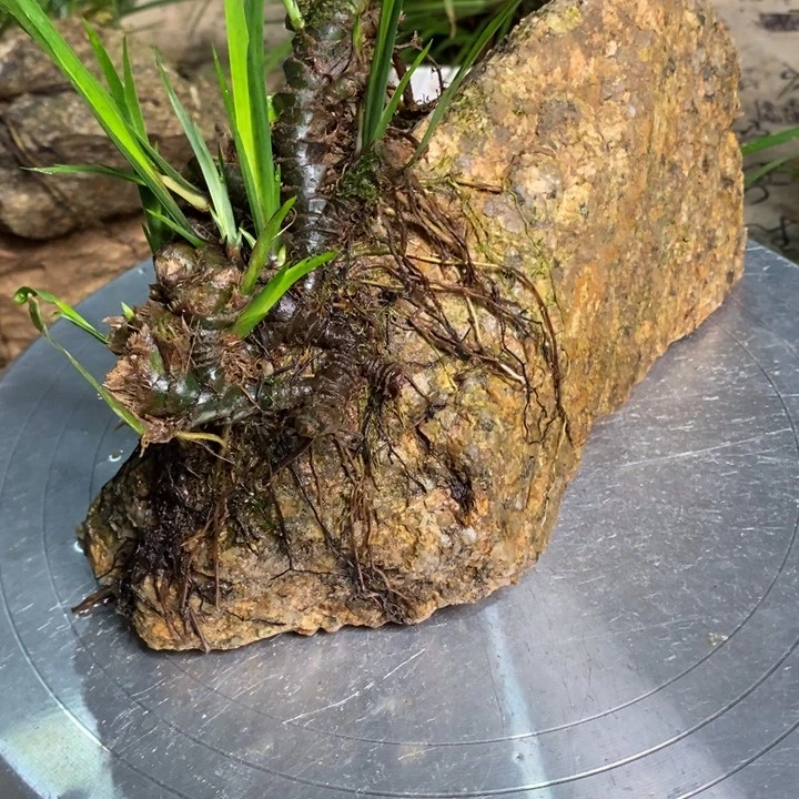 无花朵沽*上菖蒲你是在干那样吗怎么