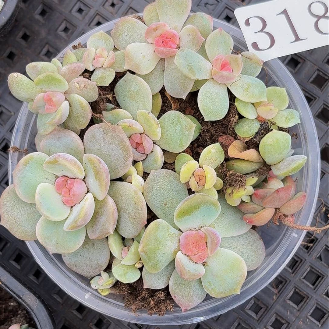 多肉植物多肉植物318