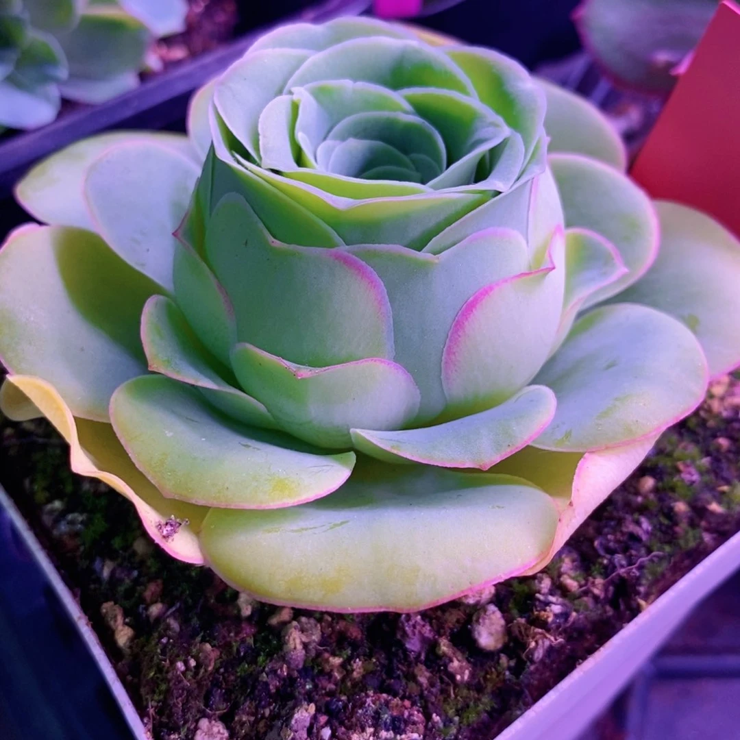 山地玫瑰福利一物一拍408雾漓