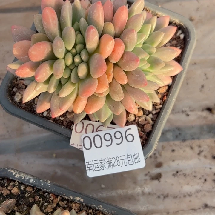 幸运的是我的朋友们都