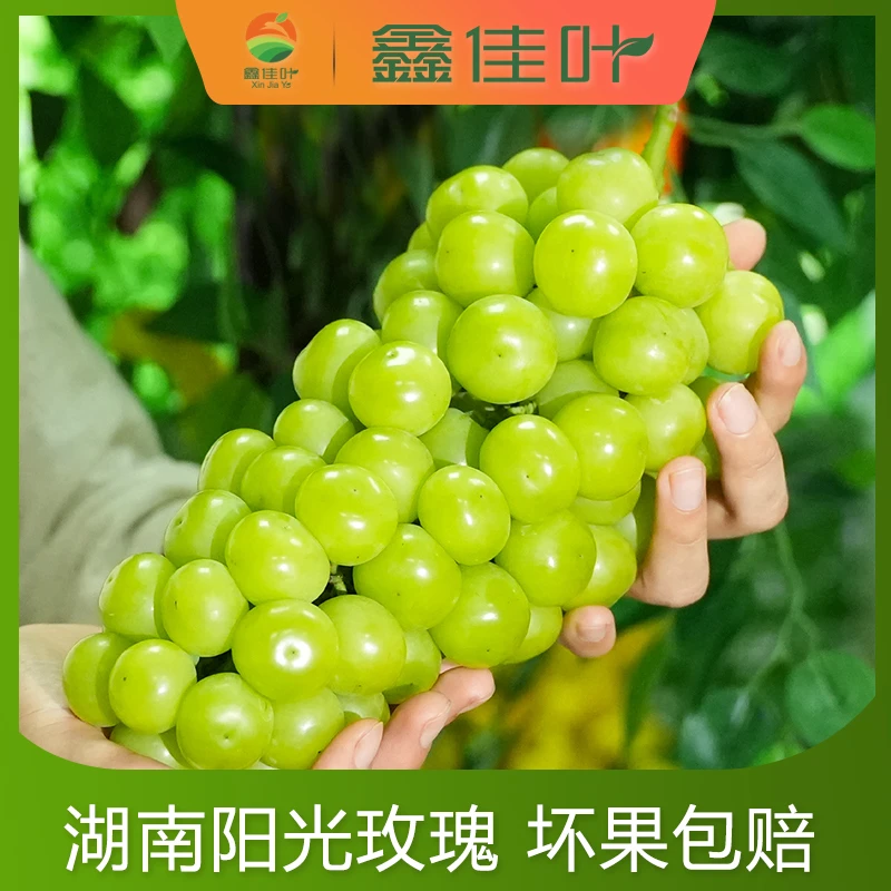【拍4斤送半斤】湖南澧县新鲜阳光玫瑰葡萄香印青提4.5斤装