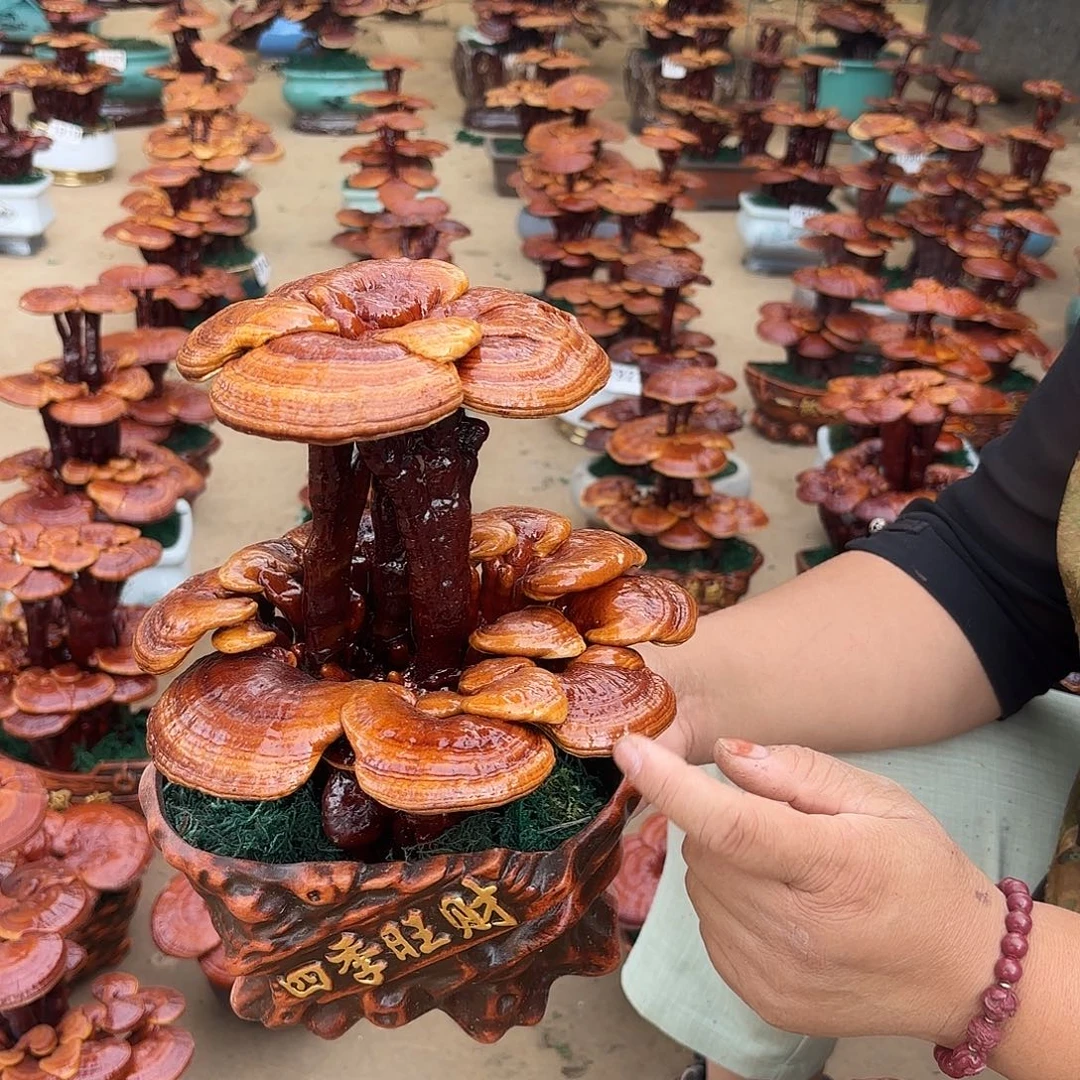 无花朵灵芝是我国著名植物