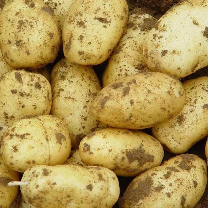 贵州新鲜黄心土豆农家高山种植软糯当季蔬菜