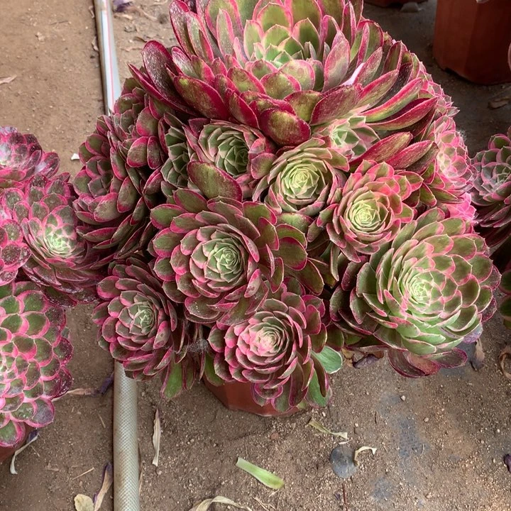 用****4不包损317号孔雀翎手捧