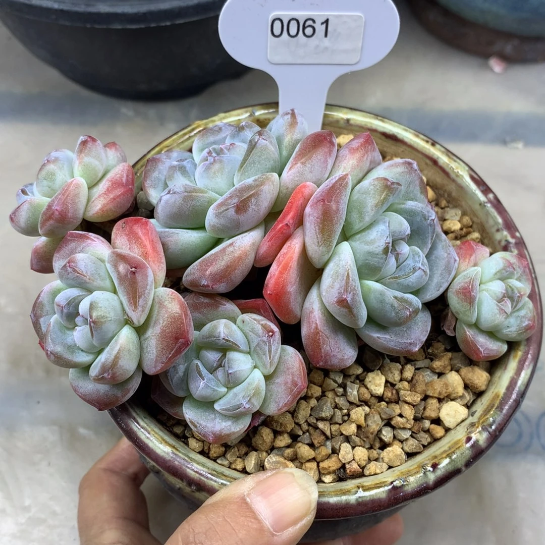 白底冰玉061/13cm6头