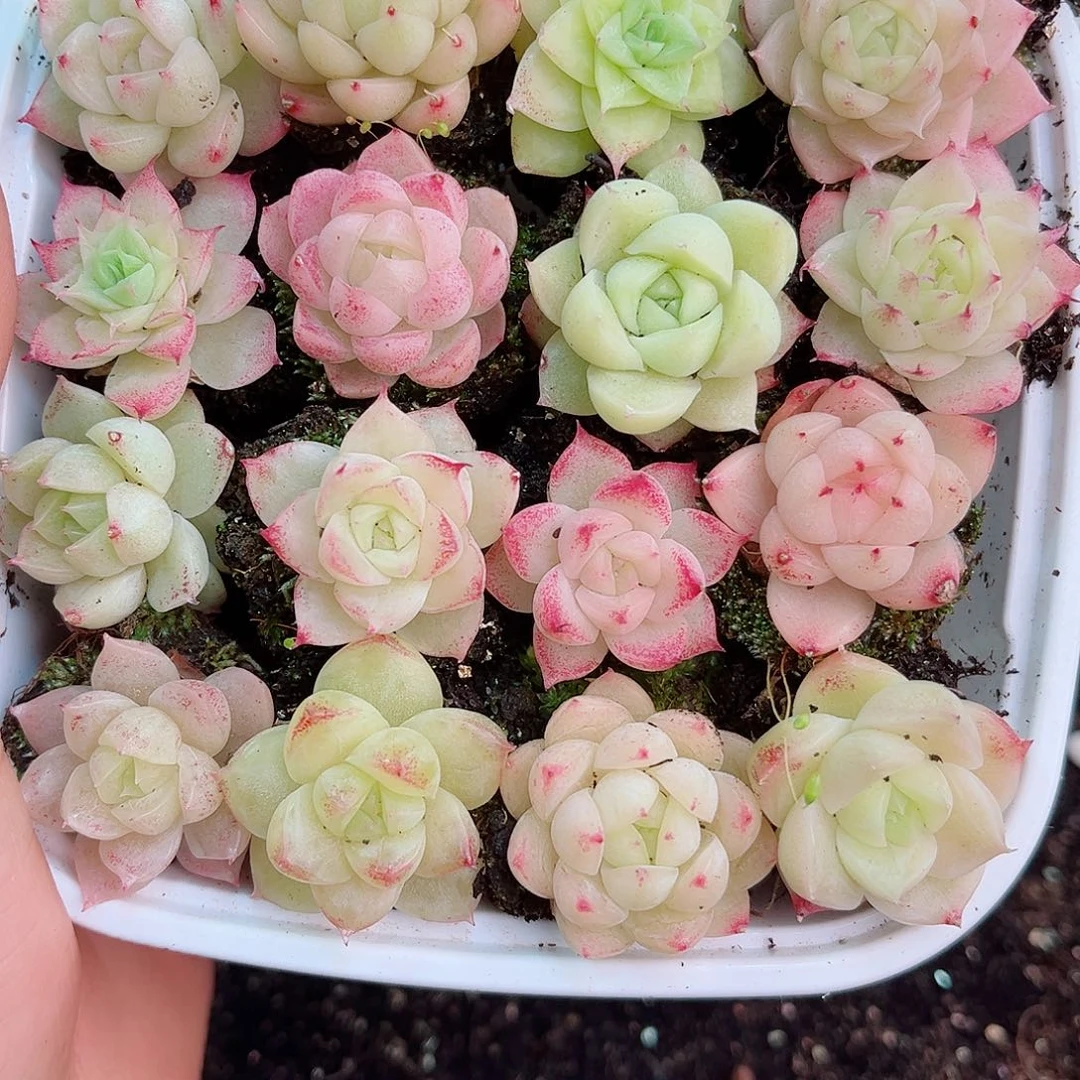 小**～1-418 新疆西藏内蒙不发12.8抱歉2-3公分