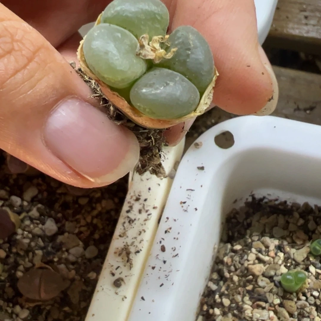 S*W黑哈风铃多肉