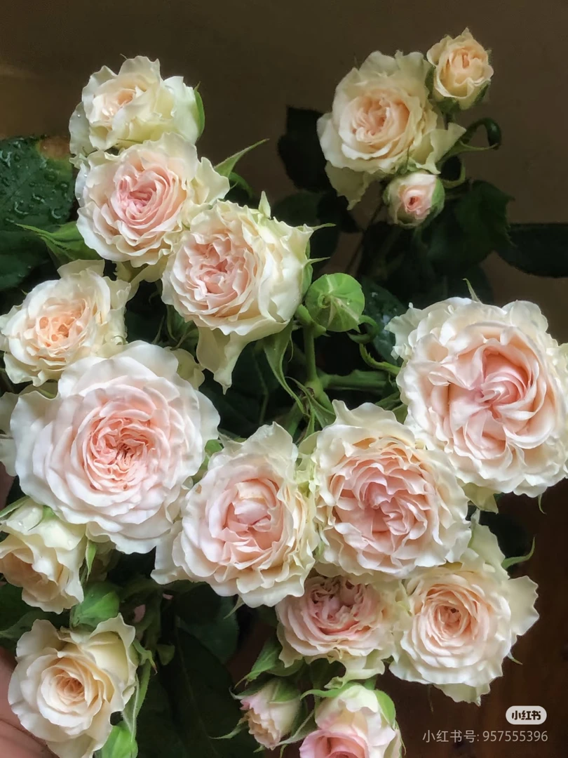 【陶瓷蕾丝】四季开花