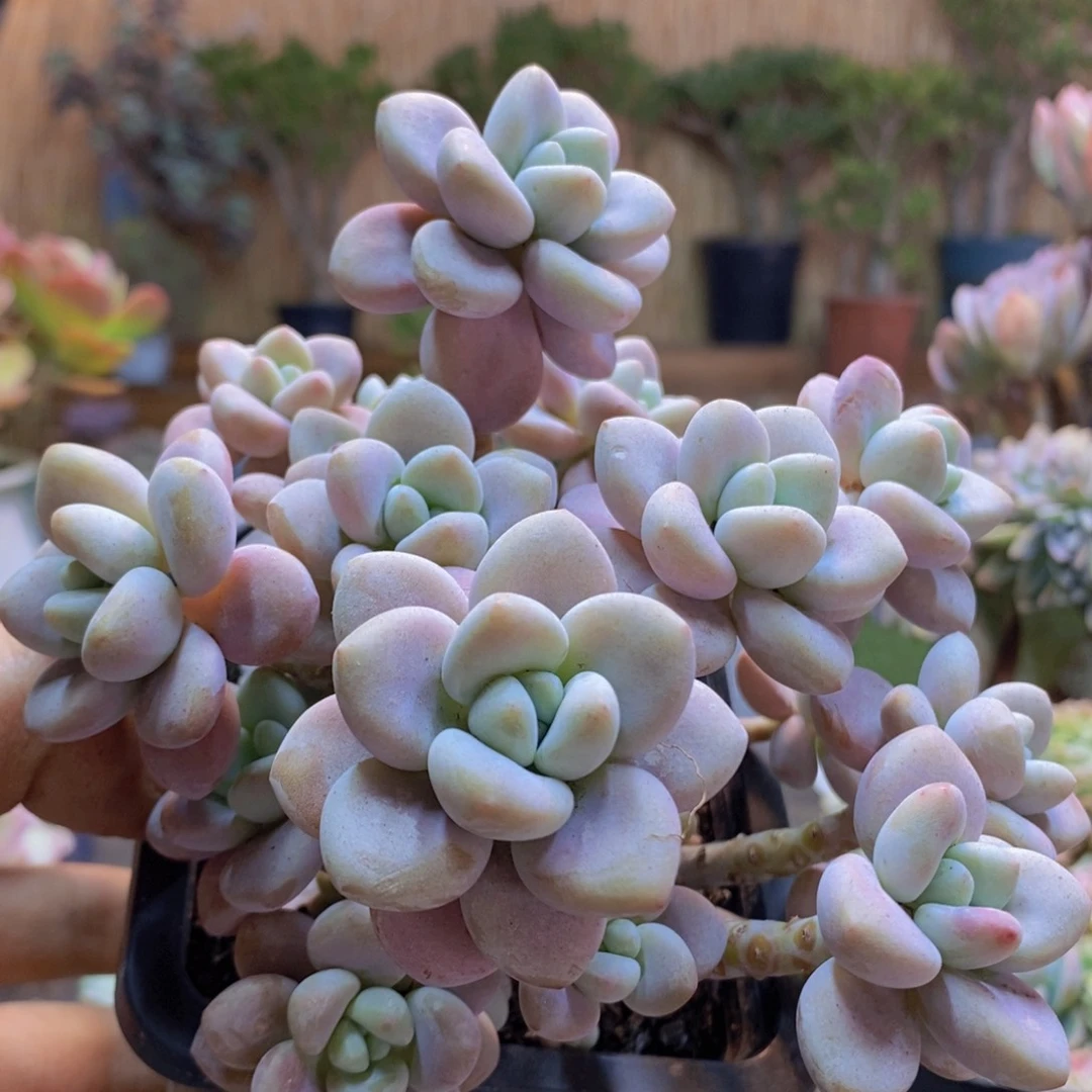 ?**?127号红洛神多肉