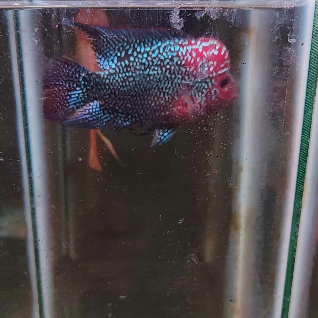 罗汉鱼222222222222