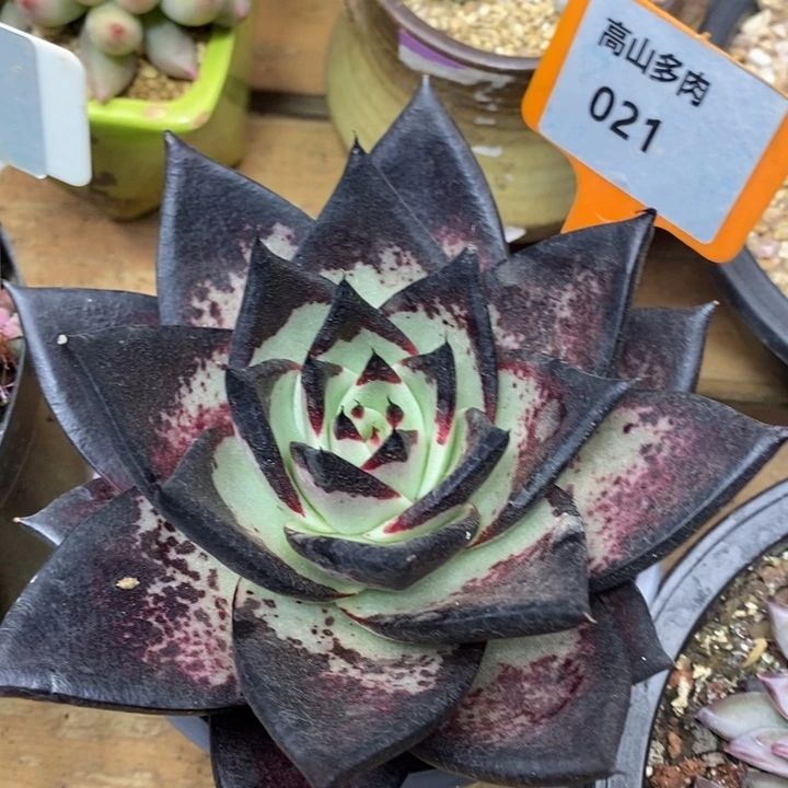 D021- 直播福利 乌木