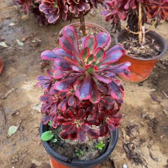 香奈儿9.9多肉植物