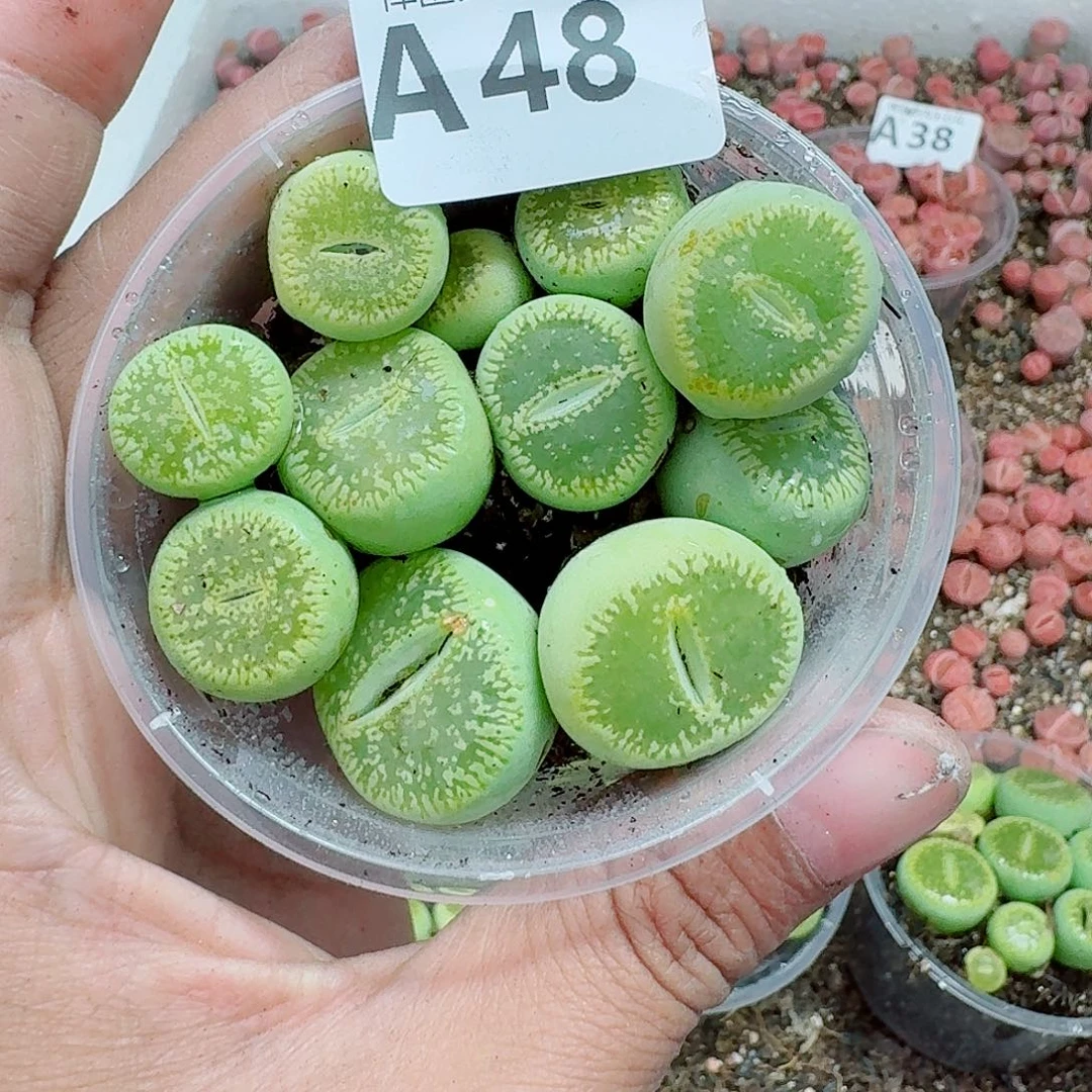 48多肉植物多肉植物