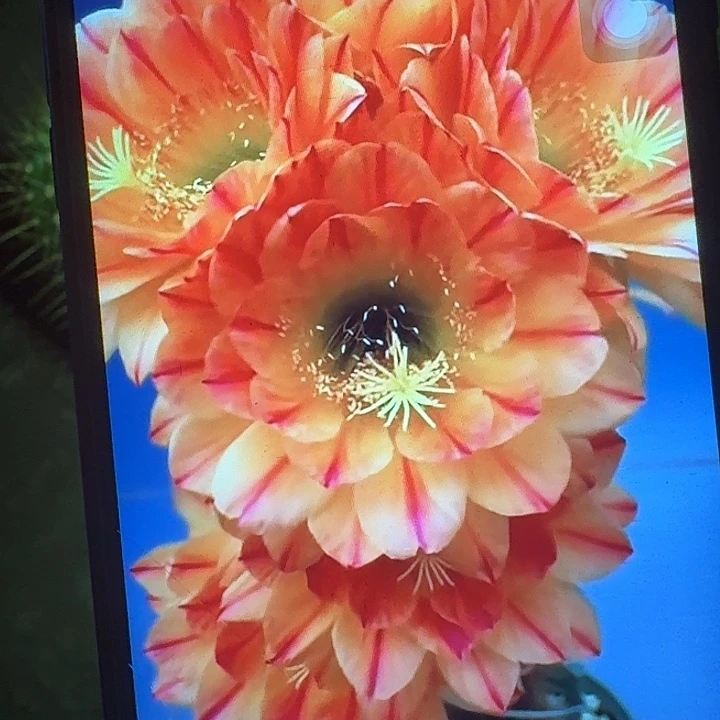 火焰魔术带根高10公分毛花柱
